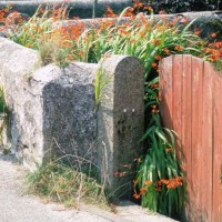 Montbretia